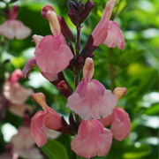 Salvia Senorita Leah